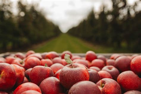 9 Great Apple Orchards In Texas Worth Checking Out Minneopa Orchards