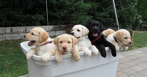 Basket Full Of Puppies Imgur