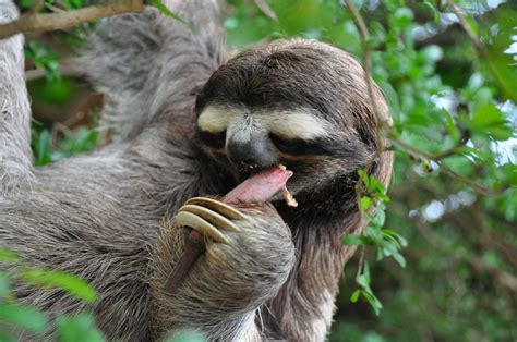 45 Funny Sloth Wallpapers On Wallpapersafari