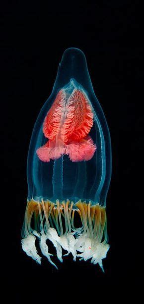 What Do Jellyfish Eat Jelly Fish Are Beautiful Creatures There Is 90