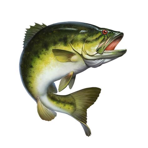Big Largemouth Bass Drawings Illustrations Royalty Free Vector Graphics And Clip Art Istock