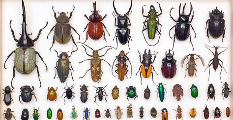 High Resolution 3d Scanning Will Help Scientists Understand Insect