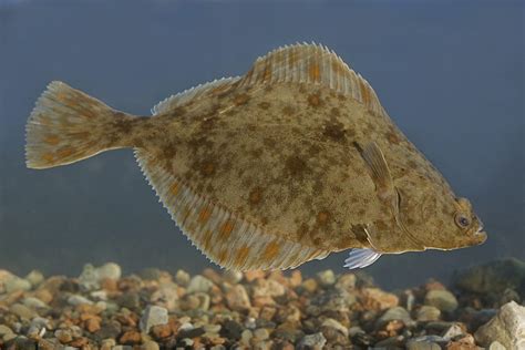 Types Of Flatfish The Complete Guide Updated 2023