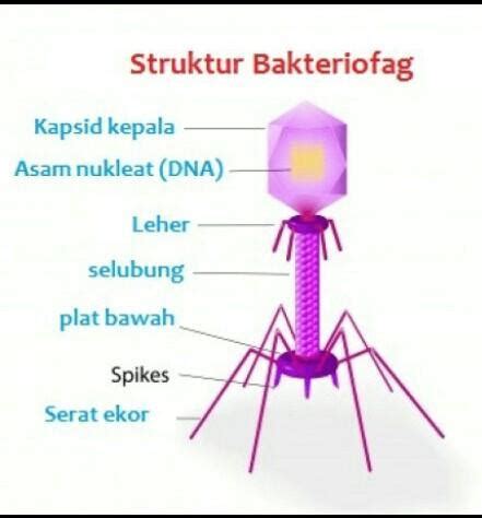 Gambarlah Bakteriofag Dan Tuliskan Bagian Bagiannya Brainly Co Id