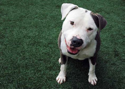Watch the video for pitbull terrier from die antwoord's donker mag for free, and see the artwork, lyrics and similar artists. American Pit Bull Terrier - Information, Photos ...