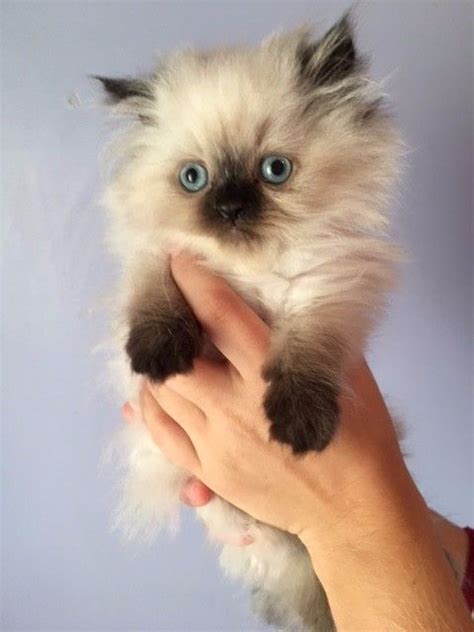 The siberian cat is moderately active. Himalayan Cats For Sale | Rochester Hills, MI #241723