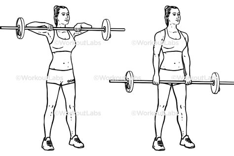 Upright Barbell Rows Workoutlabs Exercise Guide