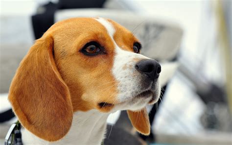 Download Muzzle Face Dog Animal Beagle Hd Wallpaper