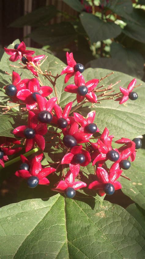 Clerodendron Trichotomum ‘fargesii