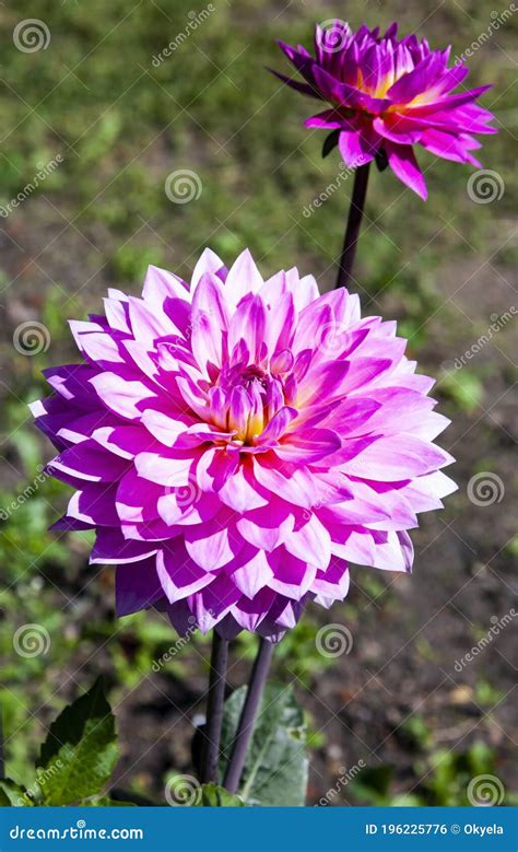 Flower Of A Varietal Garden Plant Dahlia During Summer Flowering In A