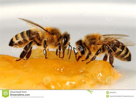 Dive in with investorplace below for everything you need to. Bees Royalty Free Stock Image - Image: 35522516