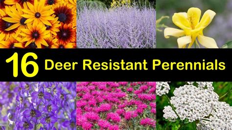 16 Deer Resistant Perennials That Wont Be On The Wildlife Menu Deer
