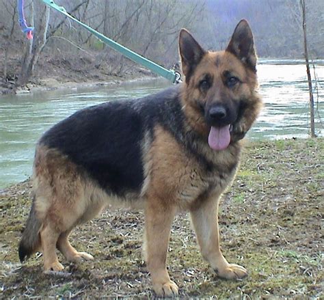 German Shepherd :) | German shepherd dogs, Shepherd dog ...