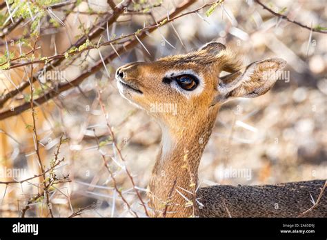 Cutest Animal In The World Portrait Of A Dik Dik Antelope Namibia