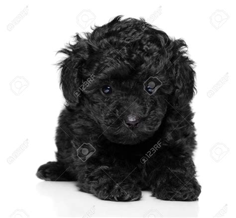 Close Up Of Black Toy Poodle Puppy On White Background Stock Photo