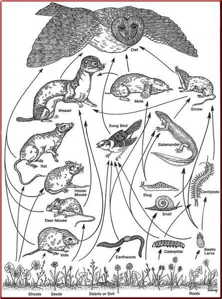 I booked table 3.overlooking the canal and views of cheshire.all the coved. This is a drawing of the Owl's Food Web. This shows all ...