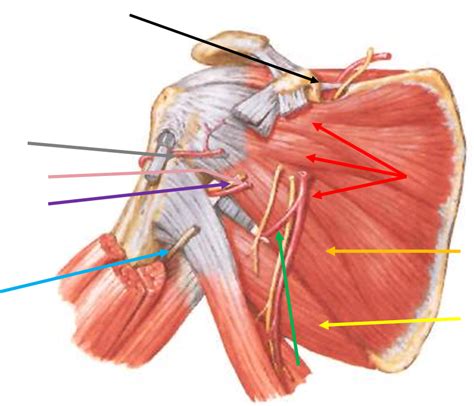 Muscles move the bones by pulling on the tendons. Anterior shoulder - Health Professions 5061 with Sussman ...