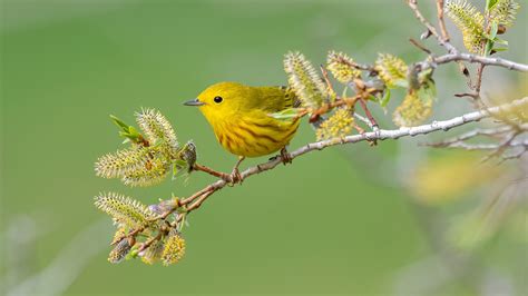 Cute Small Yellow Bird Is Sitting On Edge Of Tree Branch In Blur Green