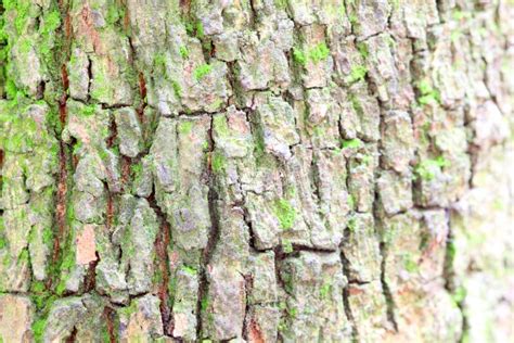Tree Bark Of Moringa Oleifera Stock Photo Image Of Green Long 40437812