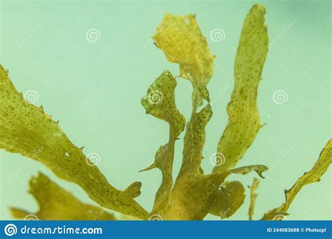 Seaweed Underwater Stock Photo Image Of Seaweed Texture 244083688