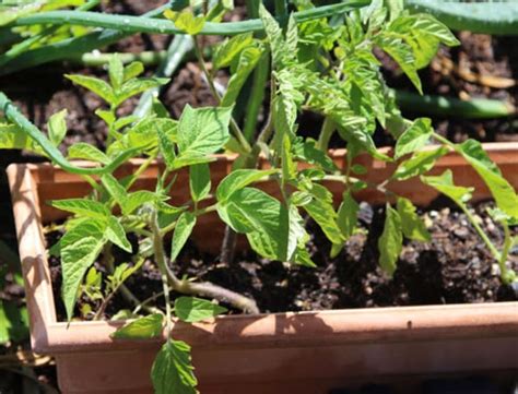 How To Grow Tomato Plants From Cuttings In 1 Week A Piece Of Rainbow