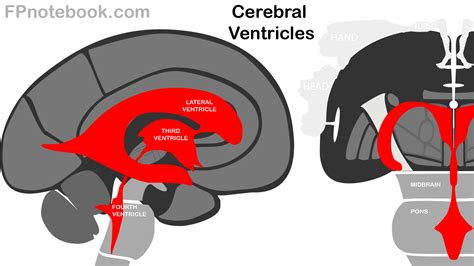 Cerebral Ventricle