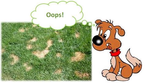 How To Prevent Dog Urine Spots Burns On Lawn Grass Plants Natural
