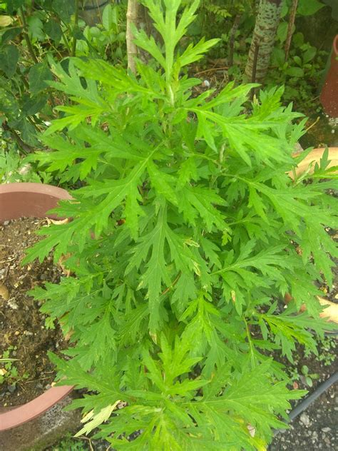 Kasih dari guru tok singa hitam. Pokok Jeremin Berguna Untuk Halau Nyamuk. Letak Di Lokasi ...