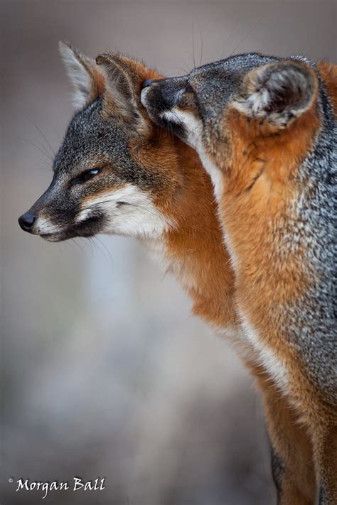 Santa Cruz Island Fox Urocyon Littoralis Santacruzae Flickr