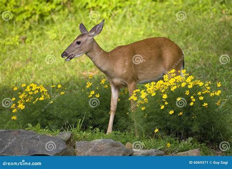 Deer In The Flowers Stock Image Image Of Whitetail Flies 6069371