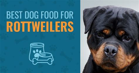 Are you worried that your rottweiler might have a sensitive stomach? Best Dog Food For Rottweilers (Best of 2020) - Animalso