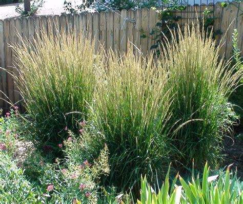 Karl Foersters Feather Reed Grass Calamagrostis Acutiflora In The