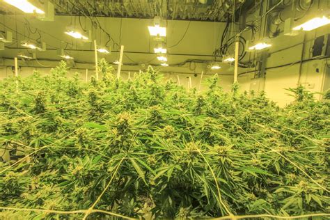 They call upon beetlejuice to help, but beetlejuice has more in mind than just helping. How Much Do Cannabis Growers Make Selling to Dispensaries ...