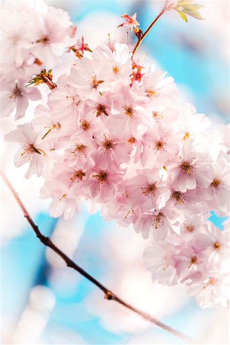1000 Interesting Cherry Blossom Photos · Pexels · Free Stock Photos
