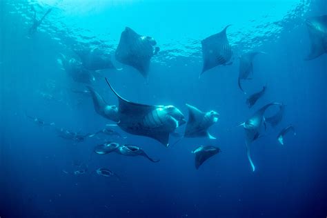 Manta Rays In Maldives Conservation With Manta Trust