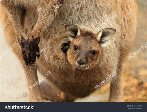Baby Kangaroo Joey Mothers Pouch Stock Photo 115607545 Shutterstock