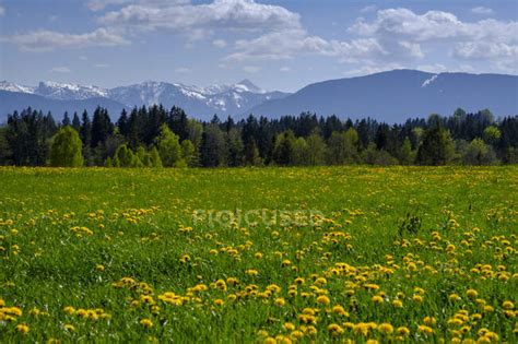Dandelions Blooming In Summer Meadow With Alps In Background Schonberg