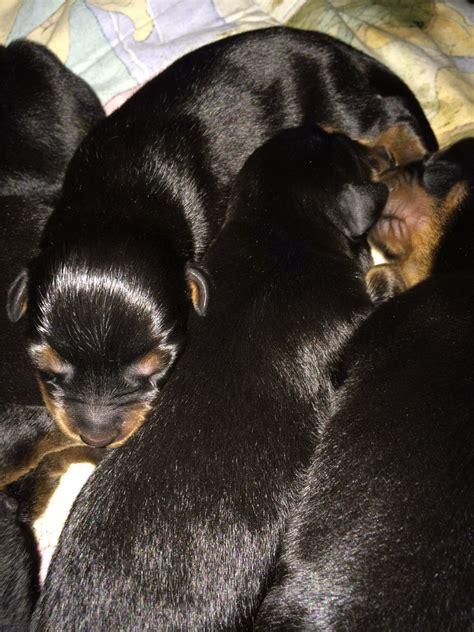 Diese liebevollen und loyalen blödmänner können große haustiere machen. Rottweiler Welpen - Tiermarkt.net