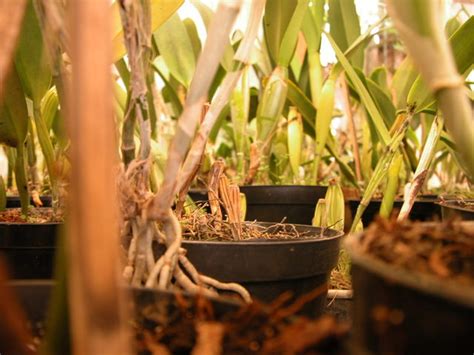 Comment sauver une orchidée trop arrosée sèche ou sans racines