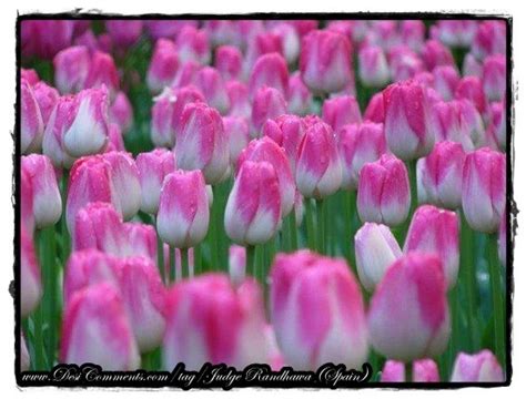 Pink Tulips Desicomments Com