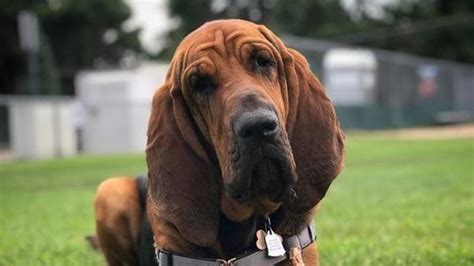 The 14 Cutest Bloodhound Pictures Of All Time Page 2 Of 4 Petpress