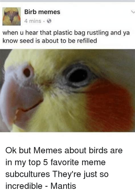 24 High Quality Birb Memes That Will Elevate Your Mood Memes