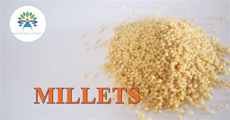 What Are Millets Types Of Millets And Their Health Benefits Applied Agriculture