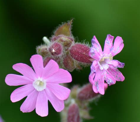 Flowers, different types of flowers, various flower, flowering plantsif you like our videos, and wish to support this educational channel. canal-side flowers at various stages of development/decay ...