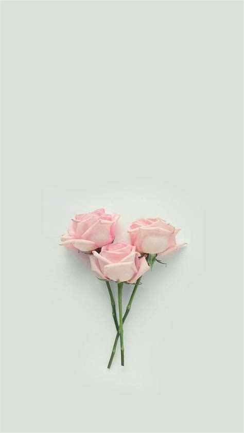 White Rose Aesthetic Wallpapers Top Free White Rose