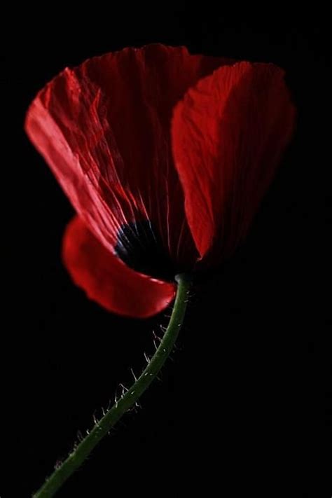 Delicacy And Even Of Fragility Flowers Photography Amazing Flowers