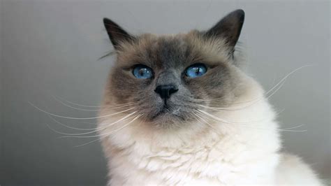 Birman Cat Breed Information And Pictures Cyberpet