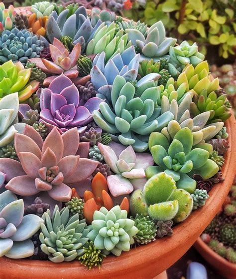 A desert cactus can grow where the soil is free drainingbut holds enough moisture to meet cactus needs. 1248 best Endless Succulent Ideas images on Pinterest ...