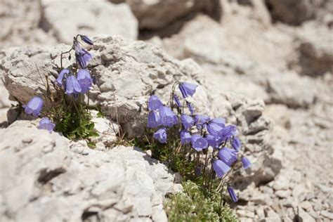 Mountain Flowers From The Italian Dolomites Stock Photo Image Of