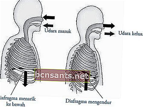 Rongga hidung (cavum nasalis) udara dari luar akan masuk lewat rongga hidung (cavum nasalis). Mekanisme Pernafasan Manusia dan Proses dan Jenisnya